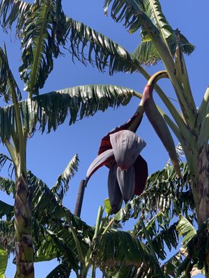 Alma Backyard Farms by null