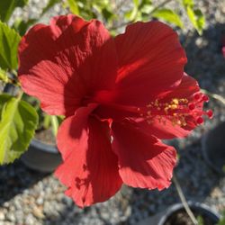 Sunset Nursery & Garden