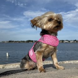 Faux Paws - The leash and halter are so cute and Sadie Belle seems to be comfy.