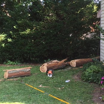 Tree Pro - Sawed up pieces heading to the chipper. - Landscaping Near Me - Lexington, Kentucky Tree Pro - Sawed up pieces heading to the chipper. - Landscaping Near Me - Lexington, Kentucky