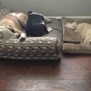 TLC K9 Training - These pups love going to TLC Canine Training for vacations! - Pet Training Near Me TLC K9 Training - These pups love going to TLC Canine Training for vacations! - Pet Training Near Me
