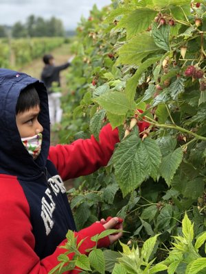 Biringer Farms by null