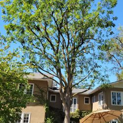 Martin M & M Tree Service - AFTER