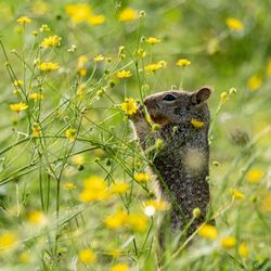 Coyote Valley Open Space Preserve