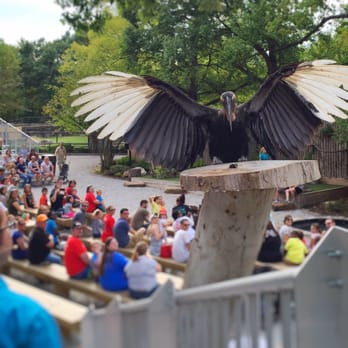 Memphis Zoo - Bird show. Daily at 1230 and 4, I believe. Super fun for kids and adults alike. - Zoos Near Me - Memphis, Tennessee