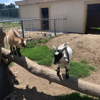 Wild Animal Safari - Zoos Near Me - Strafford, Missouri Wild Animal Safari - Zoos Near Me - Strafford, Missouri