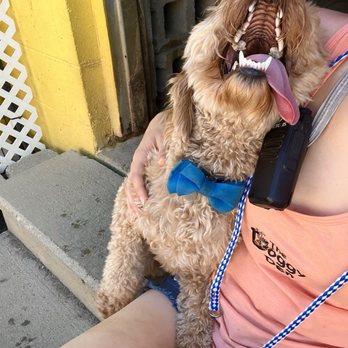 The Doggy Den - Pet Sitting Near Me - Columbus, Ohio The Doggy Den - Pet Sitting Near Me - Columbus, Ohio
