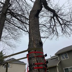 Clean Cut Tree Service