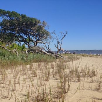 Driftwood Beach - Beaches Near Me - Jekyll Island, Georgia Driftwood Beach - Beaches Near Me - Jekyll Island, Georgia