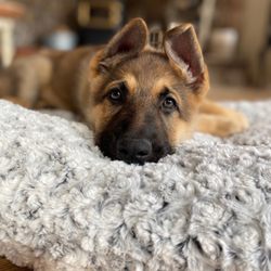 Four Pines Ranch - Puppy 8 weeks