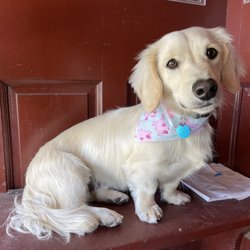 Lil Dog Ranch - Freshly groomed
