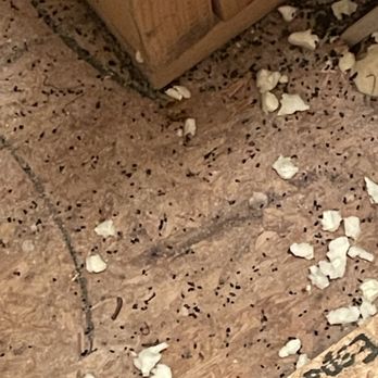 Allsect Pest Control - Roach droppings - Pest Control Near Me Allsect Pest Control - Roach droppings - Pest Control Near Me