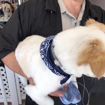 K Pet Grooming - Pet Groomers Near Me - Simi Valley, California K Pet Grooming - Pet Groomers Near Me - Simi Valley, California
