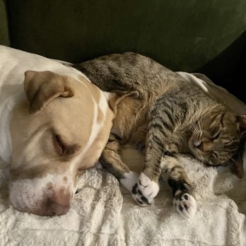 Foothills Animal Shelter - Animal Shelters Near Me - Golden, Colorado Foothills Animal Shelter - Animal Shelters Near Me - Golden, Colorado