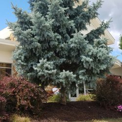 Manlius Library - Looks like the library has been bushwhacked
