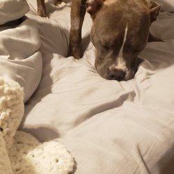 Noah's Ark Animal Clinic of Colerain, OH - Kane sleeping standing up because he was unable to lay down do to the 14 in long stick that was missed