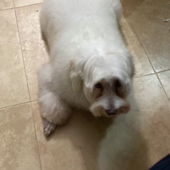 PetSmart Dog Training - Pet Groomers Near Me - Yuma, Arizona PetSmart Dog Training - Pet Groomers Near Me - Yuma, Arizona