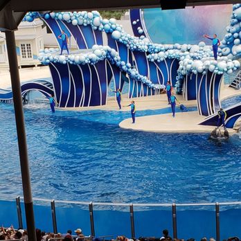 Dolphin Days - Dolphin show - Aquariums Near Me - Orlando, Florida