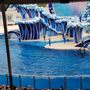 Photo of Dolphin Days