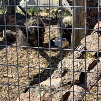Yellowstone Wildlife Sanctuary - Hello little porcupines! Who knew they were so adorable. - Zoos Near Me - Red Lodge, Montana Yellowstone Wildlife Sanctuary - Hello little porcupines! Who knew they were so adorable. - Zoos Near Me - Red Lodge, Montana