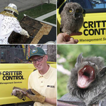 Critter Control - Pest Control Near Me