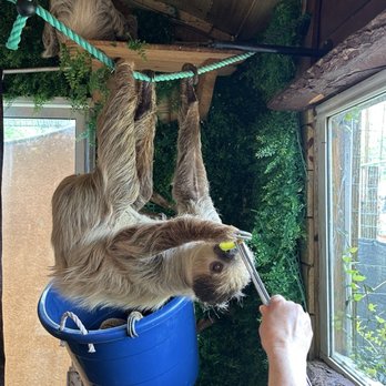 Chase Sanctuary - Feeding a sloth - Yoga Near Me - Webster, Florida Chase Sanctuary - Feeding a sloth - Yoga Near Me - Webster, Florida