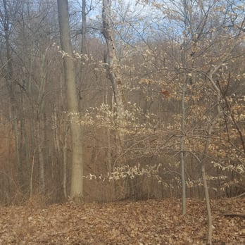 Boone Cliffs State Nature Preserve - Hard to believe it's February 1 looking at this tree. - Hiking Near Me - Burlington, Kentucky