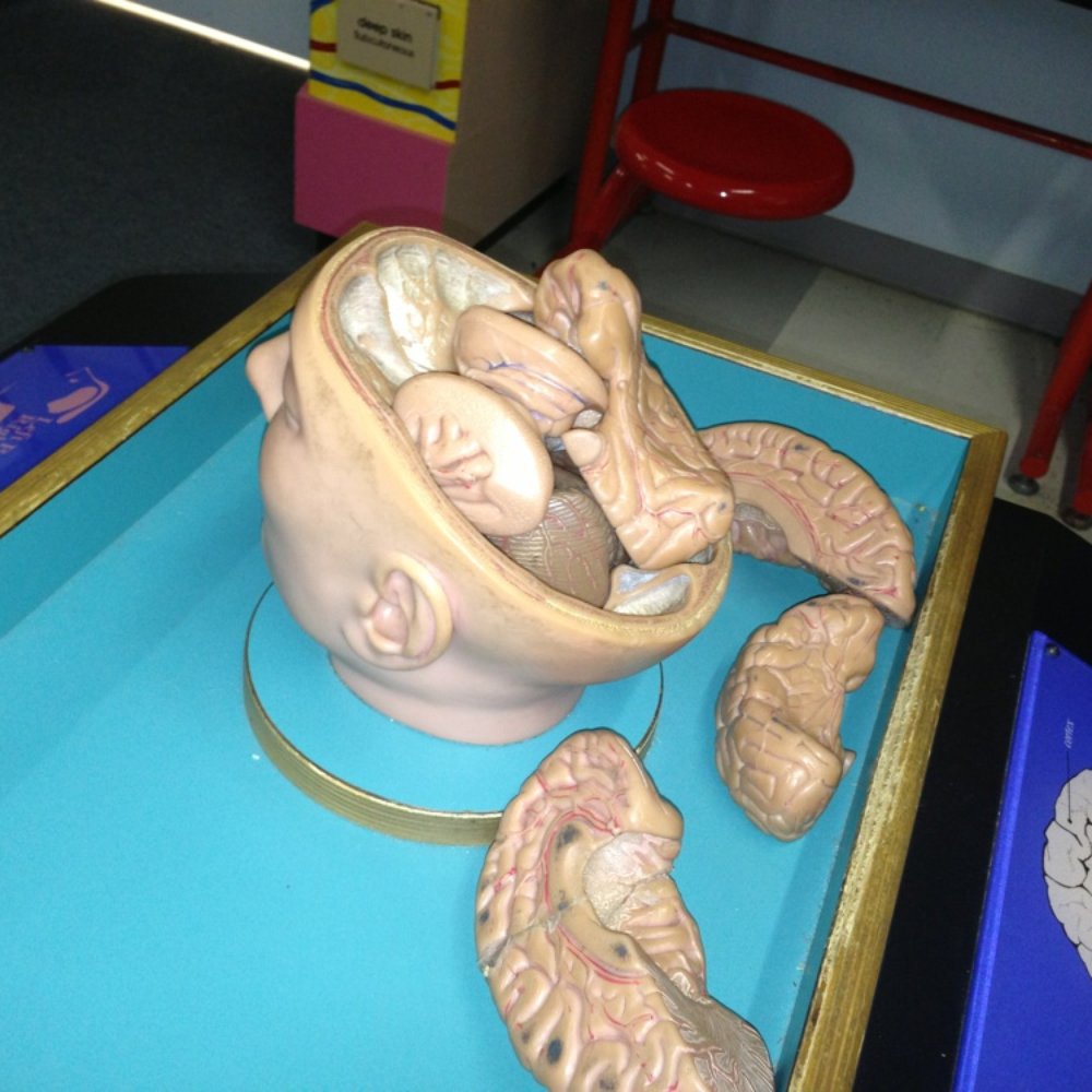 Hands-On Science Center - Brain dissection table - Museums Near Me - Tullahoma, Tennessee