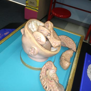 Hands-On Science Center - Brain dissection table - Museums Near Me - Tullahoma, Tennessee Hands-On Science Center - Brain dissection table - Museums Near Me - Tullahoma, Tennessee