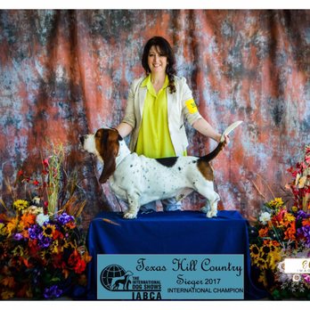 Karma Dog Training - Montgomery Scott, Basset Hound extraordinaire - Pet Training Near Me - San Antonio, Texas