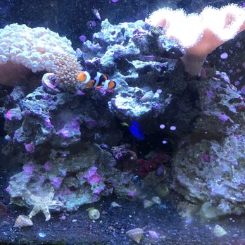 Pure Cell New Life Solutions - Nemo and Dory! - Medical Spas Near Me - Pasadena, California