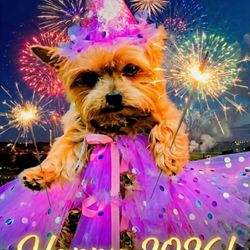 Slip-Proof Safety - Evie is wishing you a Fur-Tastic New Year!

Don't forget to call us at (708) 839-4775 or visit our website for our holiday deals!