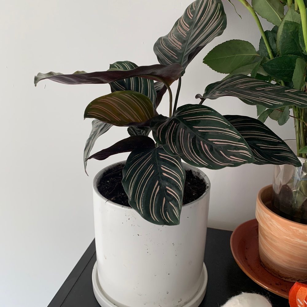 Dahing Plants - Florists Near Me - New York, New York