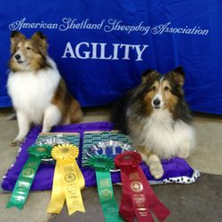 Dog Lady of Forest Grove - Justine and her dogs were agility champions for 20 years.