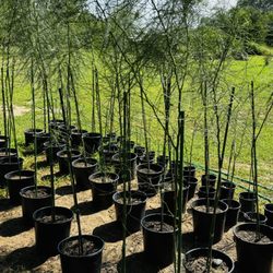 Roadrunner Landscaping and Nursery - Palo Verde Trees