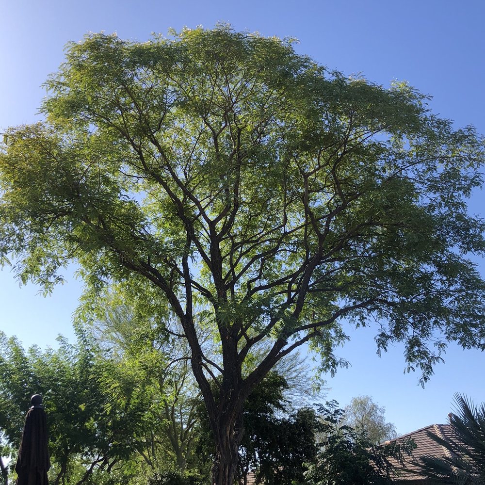 Roy's Trees - Tips tree after trimming. - Tree Services Near Me