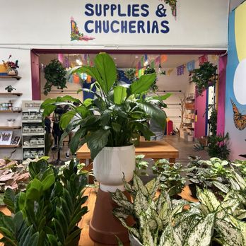Plantiitas - Home Decor Near Me - Long Beach, California Plantiitas - Home Decor Near Me - Long Beach, California