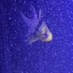 Fort Bragg Feed And Pet - Cute fish