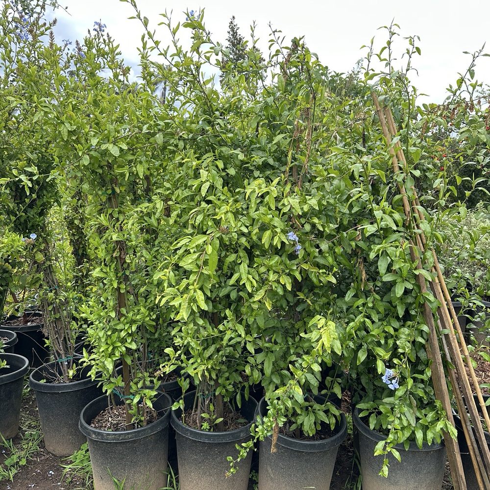 Sunsol Nursery - Plumbago. - Nurseries & Gardening Near Me - Escondido, California