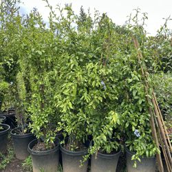 Sunsol Nursery - Plumbago.