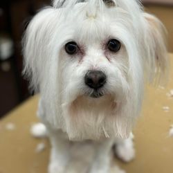 Glamour Pet Grooming