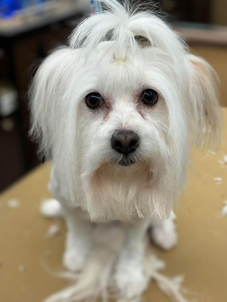 GLAMOUR PET GROOMING Updated July 2024 Request an Appointment