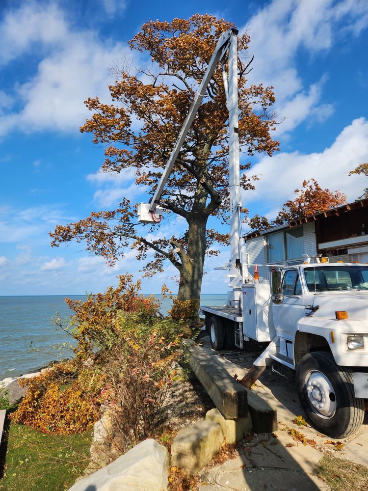 Modern Enterprise - tree service in Amherst, OH