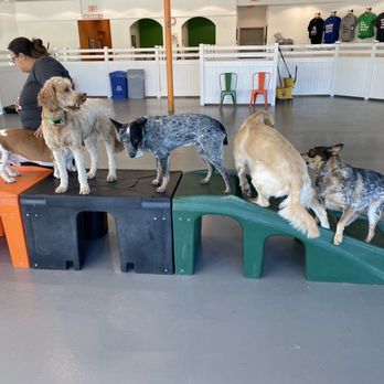Barx Parx - In the mix - Pet Training Near Me - Las Vegas, Nevada