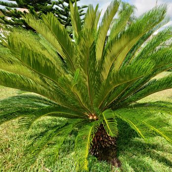 Bay Green Oasis LLC - Pest Control Near Me - Riverview, Florida Bay Green Oasis LLC - Pest Control Near Me - Riverview, Florida