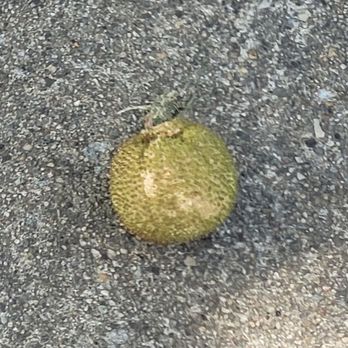 Dundalk Heritage Park - Did you know this is what a walnut looks like fresh from a tree? - Parks Near Me - Dundalk, Maryland Dundalk Heritage Park - Did you know this is what a walnut looks like fresh from a tree? - Parks Near Me - Dundalk, Maryland
