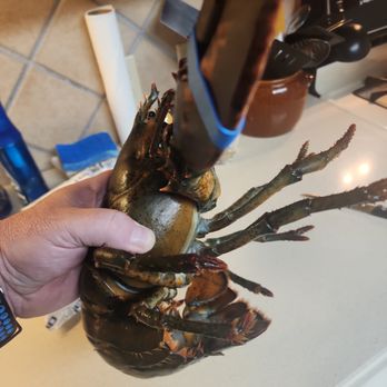 The Lobster Guy - Alive and kickin' just minutes after being removed from the box. - Seafood Markets Near Me - Narragansett, Rhode Island