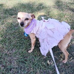 Austin Pets Alive! - This charlie A Chihuahua  female
