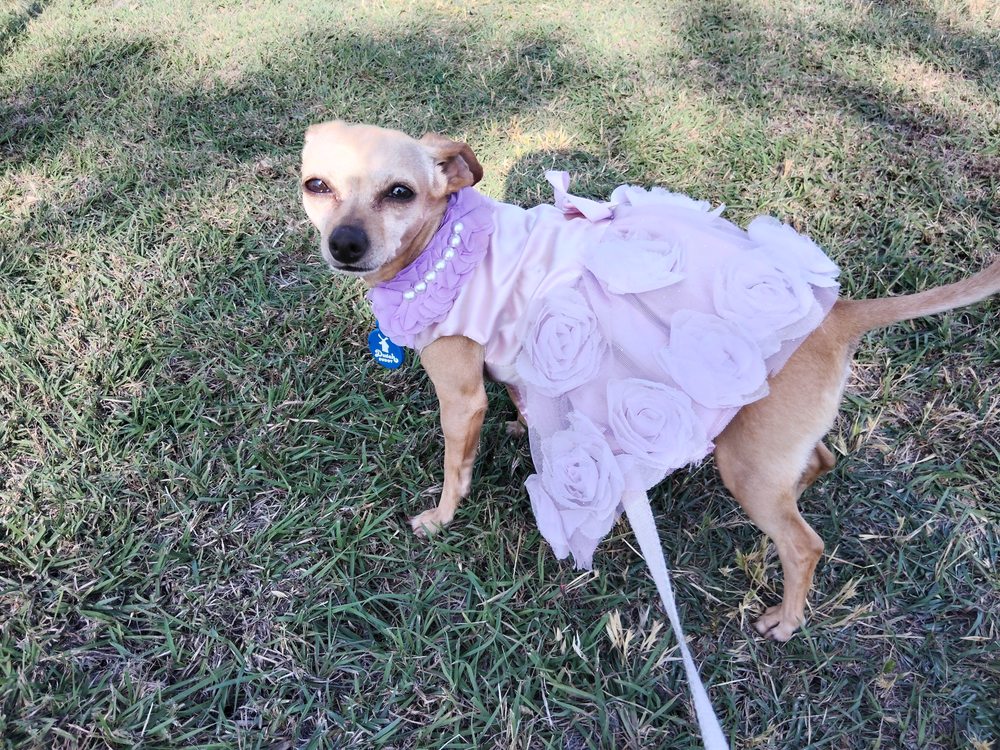 Austin Pets Alive! Image