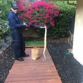 Ma & Paw Kennel - Firefighter came to remove the rattlesnake our dog alerted us to! - Pet Training Near Me Ma & Paw Kennel - Firefighter came to remove the rattlesnake our dog alerted us to! - Pet Training Near Me